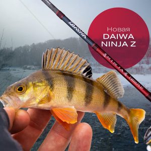 Новые поступления DAIWA